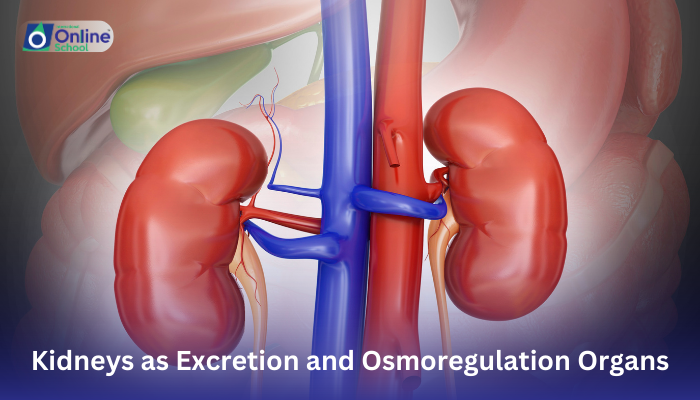 Lesson 14: Kidneys as Excretion and Osmoregulation Organs